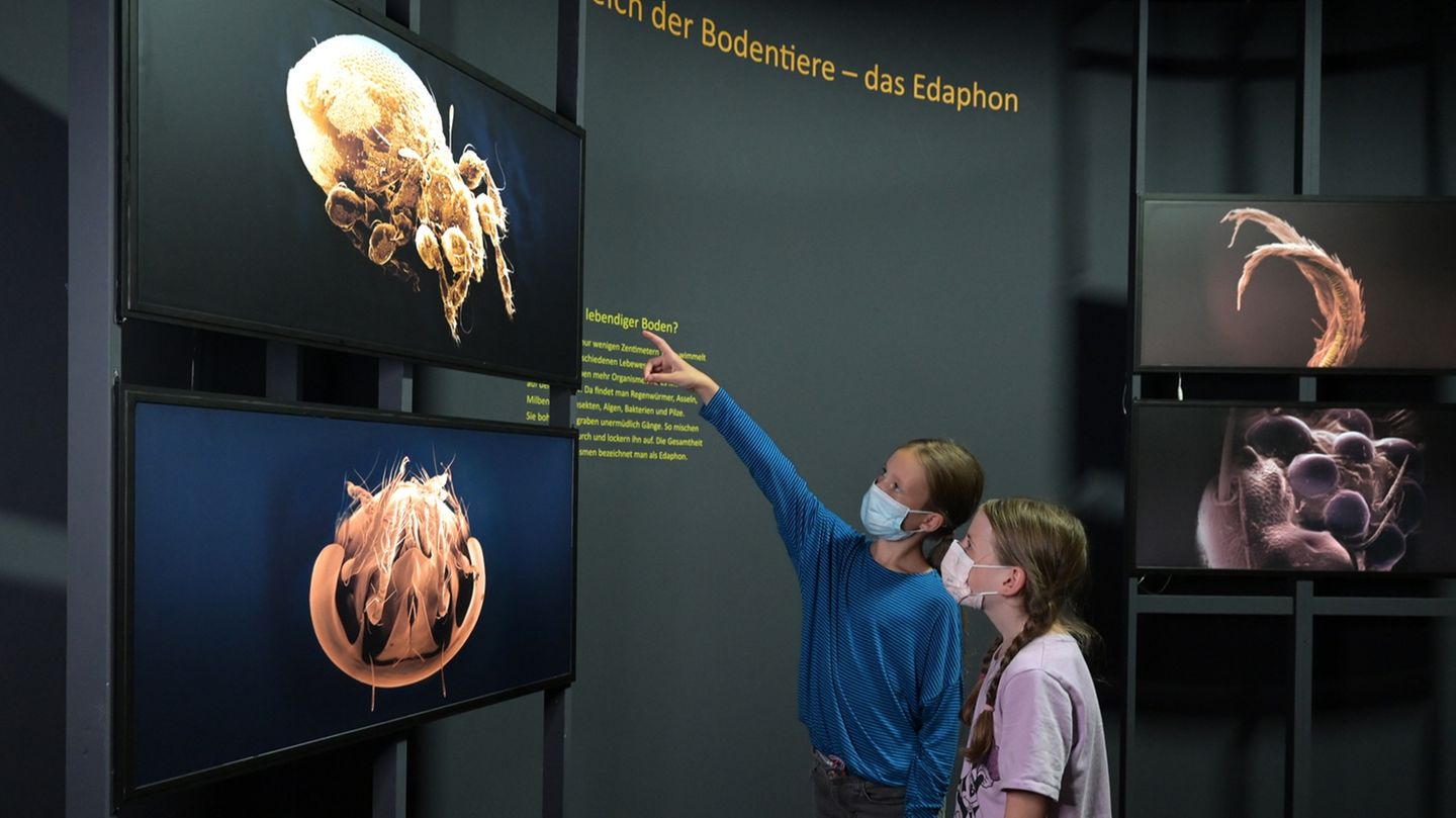 Makro-Aufnahmen zeigen Tiere, die unter der Erde leben. Viele von ihnen können wir mit bloßem Auge nicht erkennen.