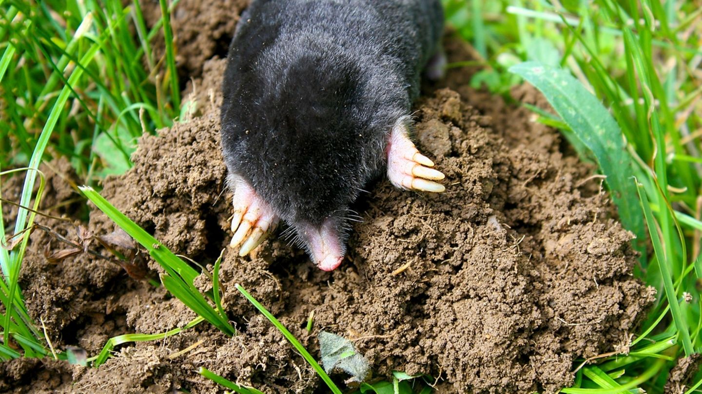 Ein wichtiger „Bodenarbeiter“ ist der Maulwurf.