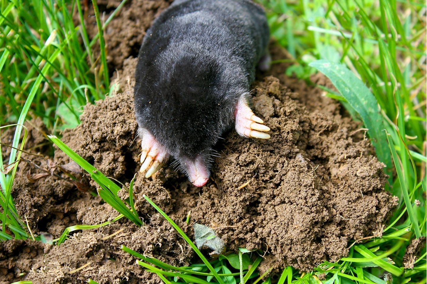 Ein wichtiger „Bodenarbeiter“ ist der Maulwurf.