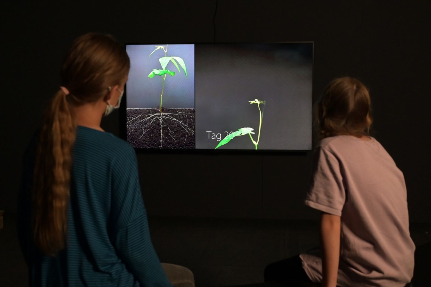 Die Kinder verfolgen im Film das Wachstum einer Bohne.