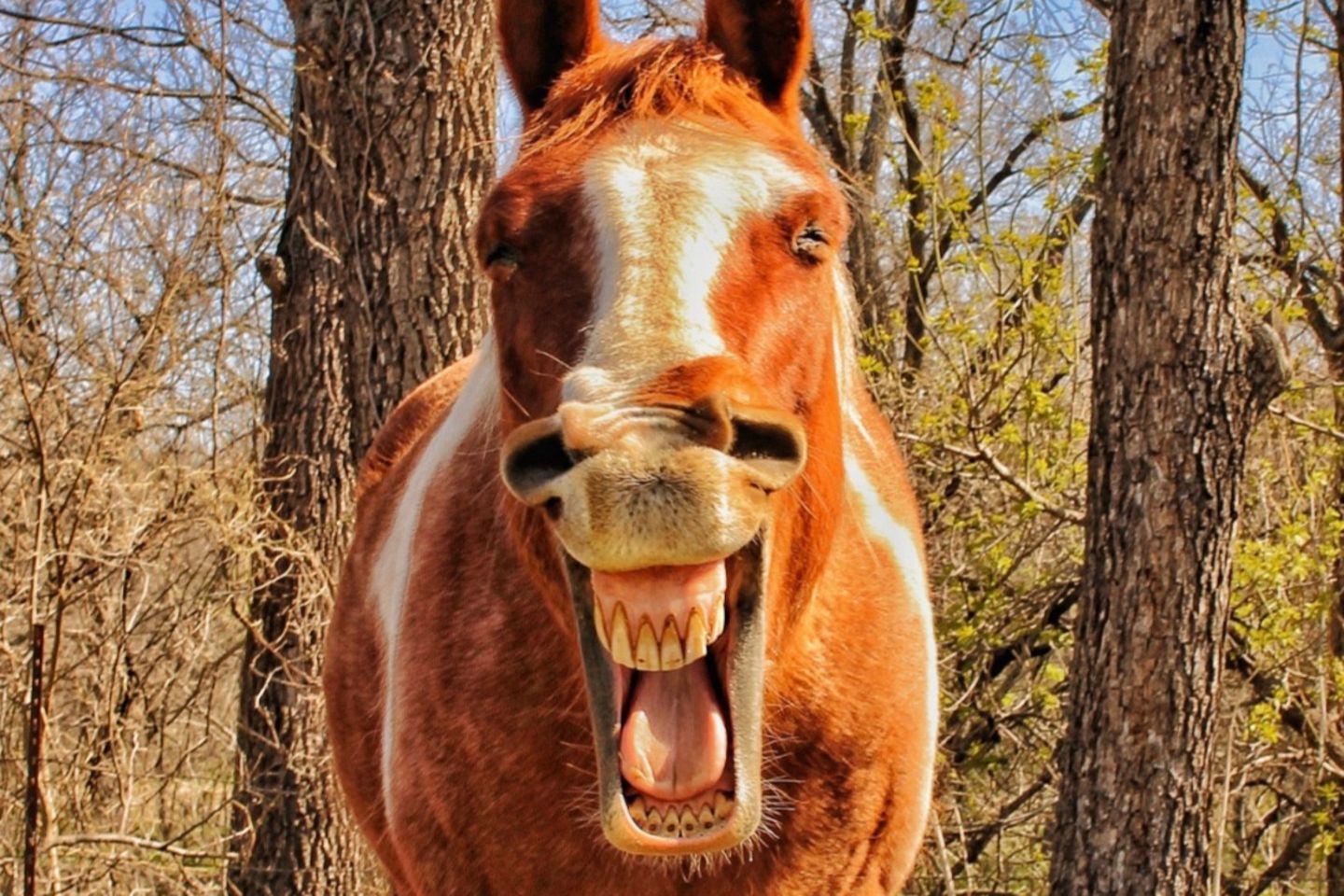 Animal Friends Comedy Pet Photo Awards