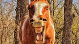 Animal Friends Comedy Pet Photo Awards