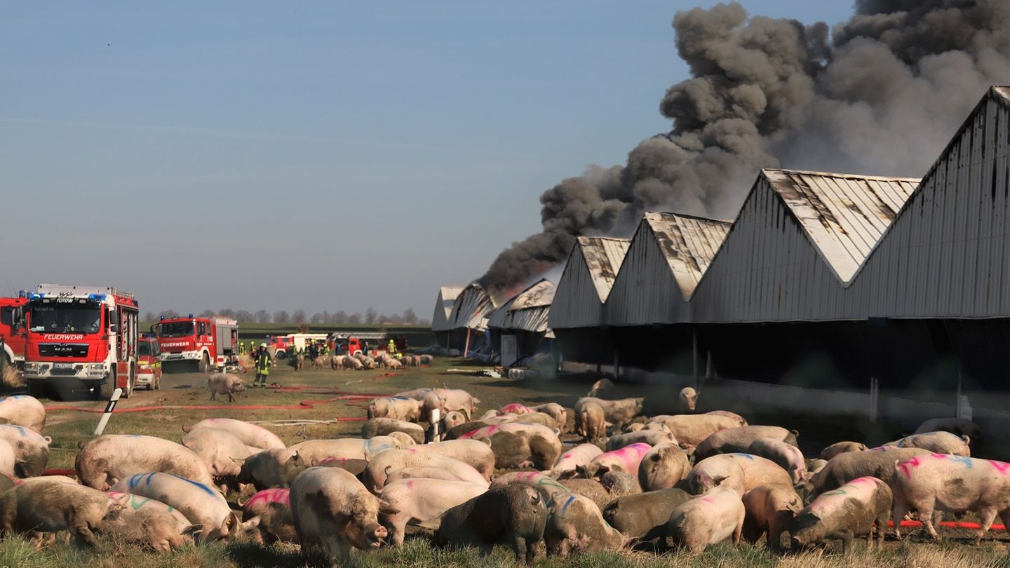 Nur rund 1300 Schweine überlebten die Brandkatastrophe von Alt Tellin. Wie lange, ist nicht bekannt