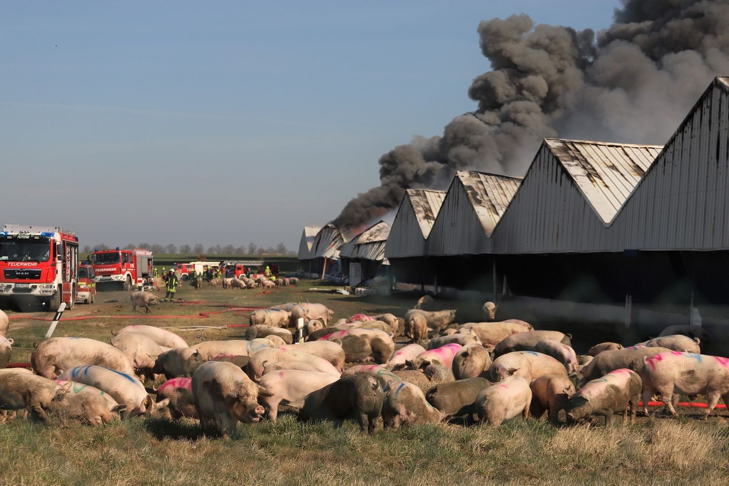 Nur rund 1300 Schweine überlebten die Brandkatastrophe von Alt Tellin. Wie lange, ist nicht bekannt