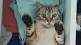 Animal Friends Comedy Pet Photo Awards