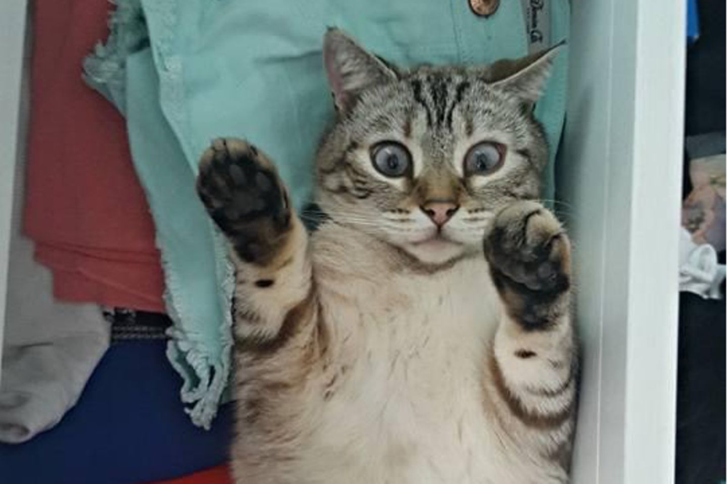 Animal Friends Comedy Pet Photo Awards