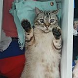 Animal Friends Comedy Pet Photo Awards