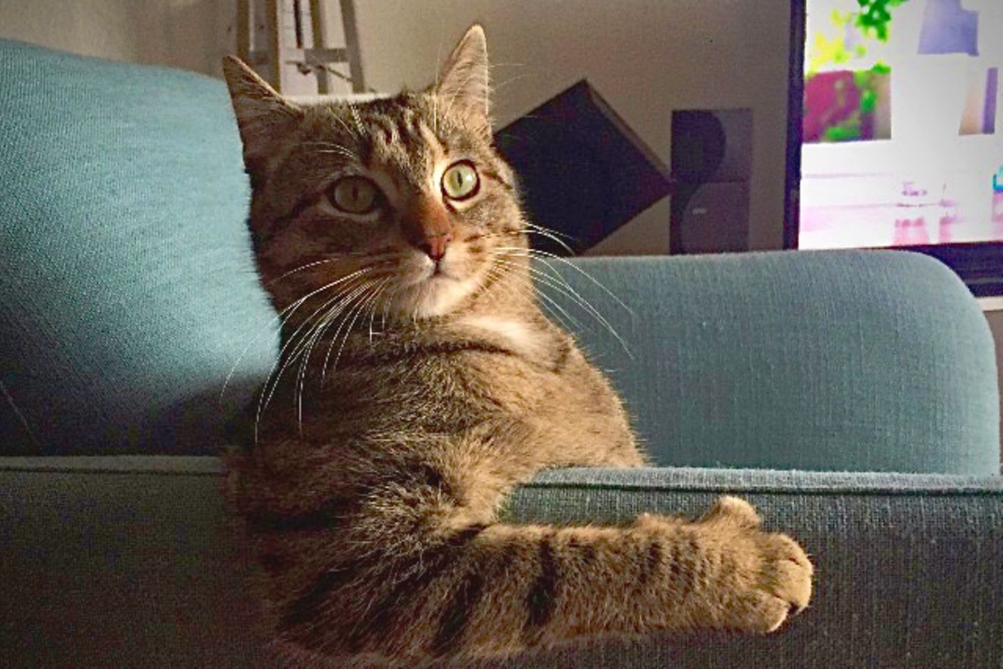 Animal Friends Comedy Pet Photo Awards