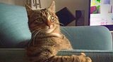 Animal Friends Comedy Pet Photo Awards