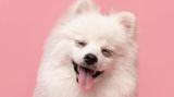 Animal Friends Comedy Pet Photo Awards 2021