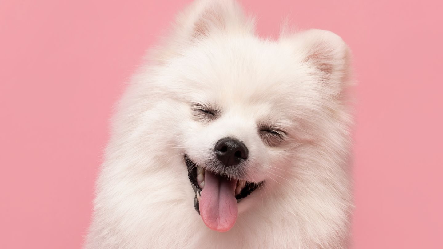 Animal Friends Comedy Pet Photo Awards 2021