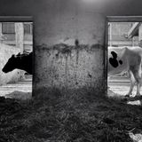 Animal Friends Comedy Pet Photo Awards