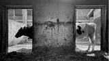 Animal Friends Comedy Pet Photo Awards