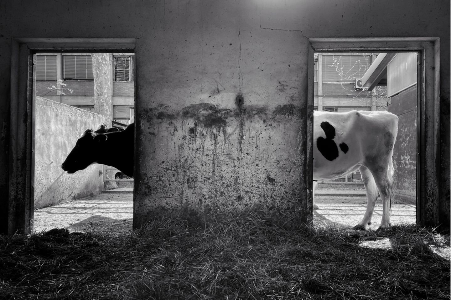 Animal Friends Comedy Pet Photo Awards