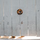 Animal Friends Comedy Pet Photo Awards