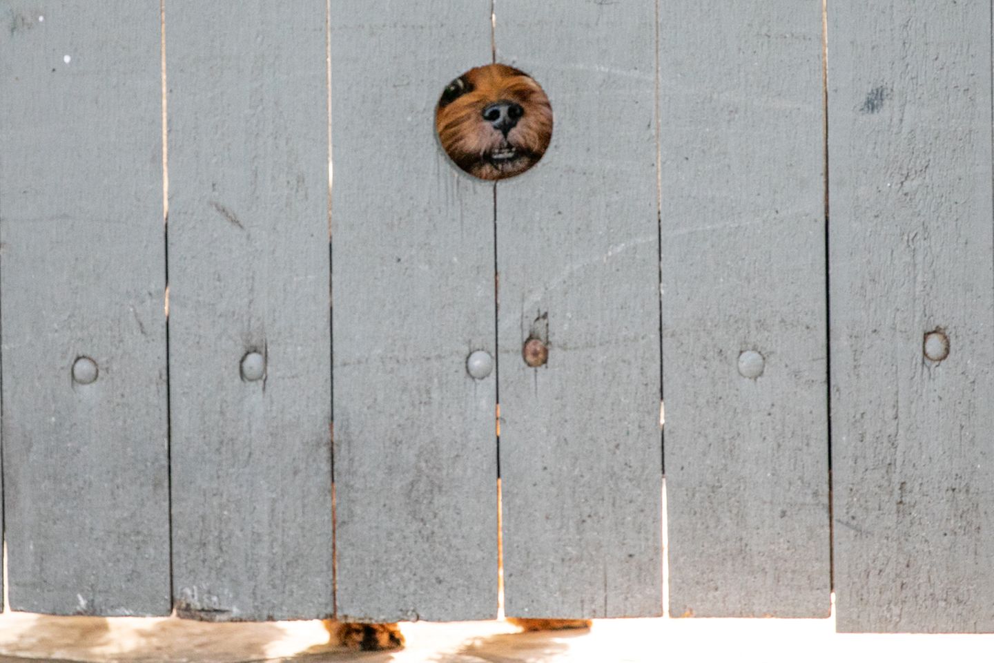 Animal Friends Comedy Pet Photo Awards