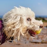 Animal Friends Comedy Pet Photo Awards