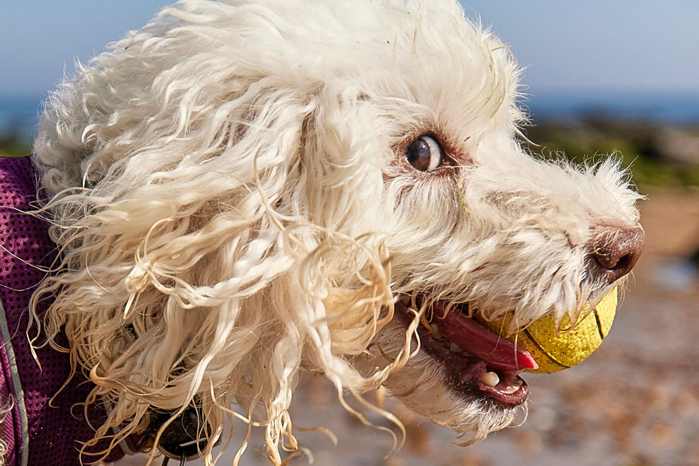 Animal Friends Comedy Pet Photo Awards
