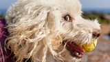 Animal Friends Comedy Pet Photo Awards