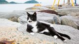 Animal Friends Comedy Pet Photo Awards