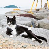 Animal Friends Comedy Pet Photo Awards