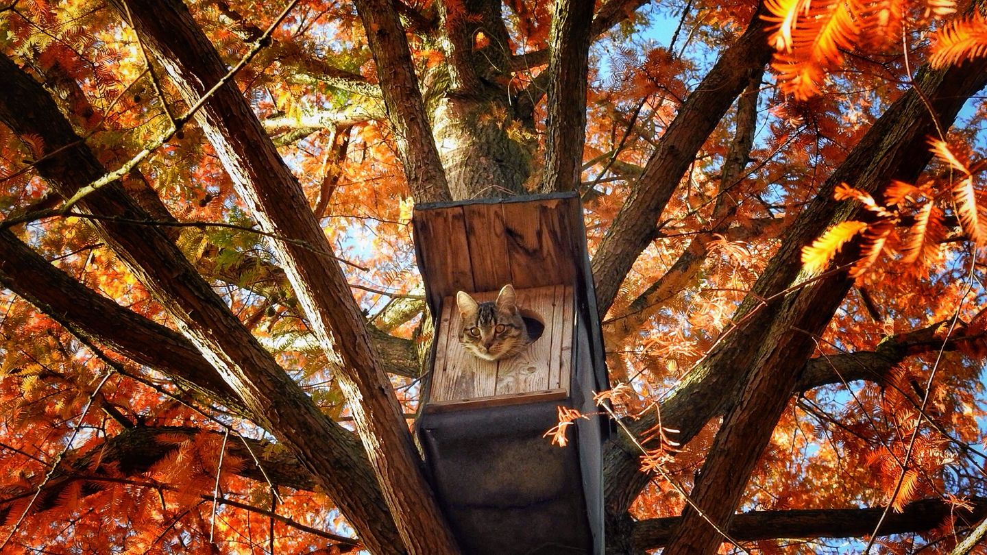 Animal Friends Comedy Pet Photo Awards