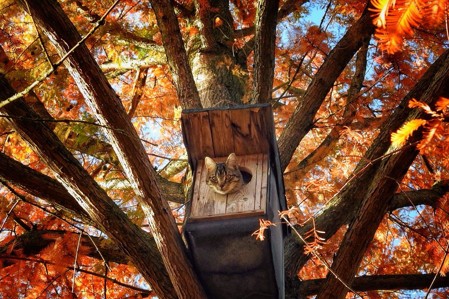 Animal Friends Comedy Pet Photo Awards