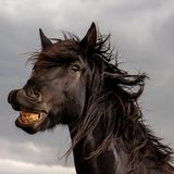 Animal Friends Comedy Pet Photo Awards