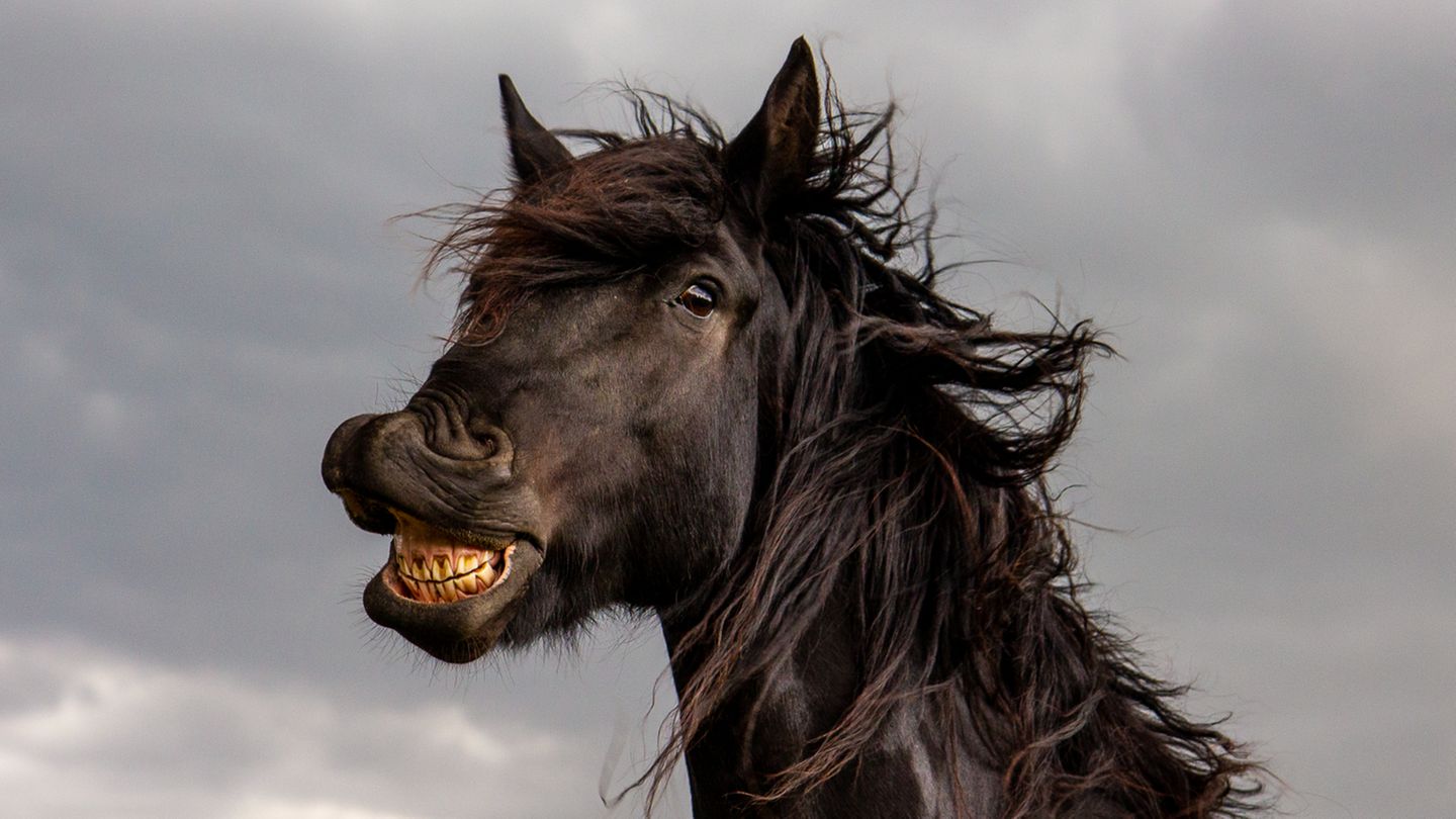 Animal Friends Comedy Pet Photo Awards