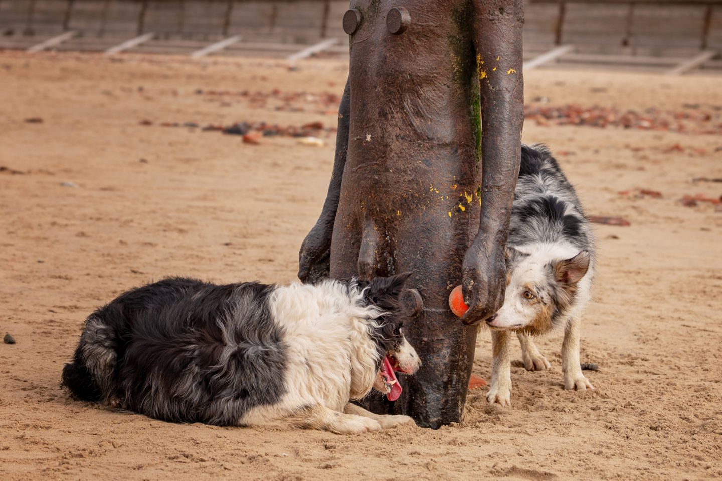 Animal Friends Comedy Pet Photo Awards