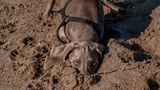 Animal Friends Comedy Pet Photo Awards