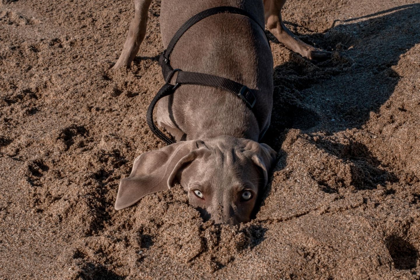 Animal Friends Comedy Pet Photo Awards