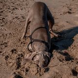 Animal Friends Comedy Pet Photo Awards