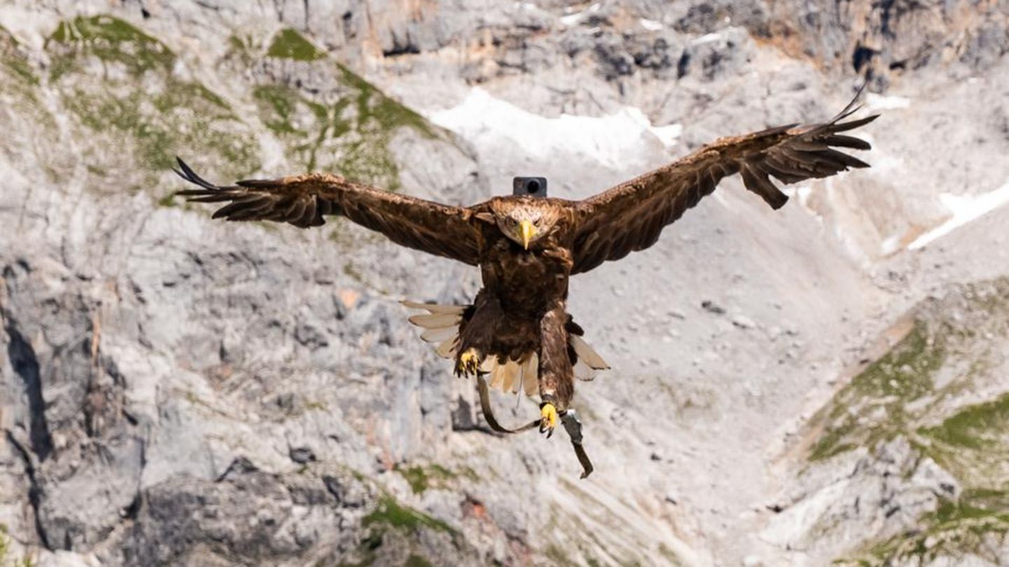 Ornithologie: Hightech-Vogelkunde: Die Welt mit Adleraugen sehen