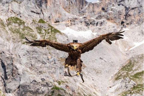 Hightech-Vogelkunde: Die Welt mit den Augen eines Adlers sehen