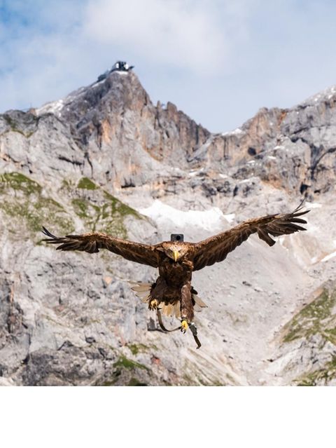 Ornithologie: Hightech-Vogelkunde: Die Welt mit Adleraugen sehen