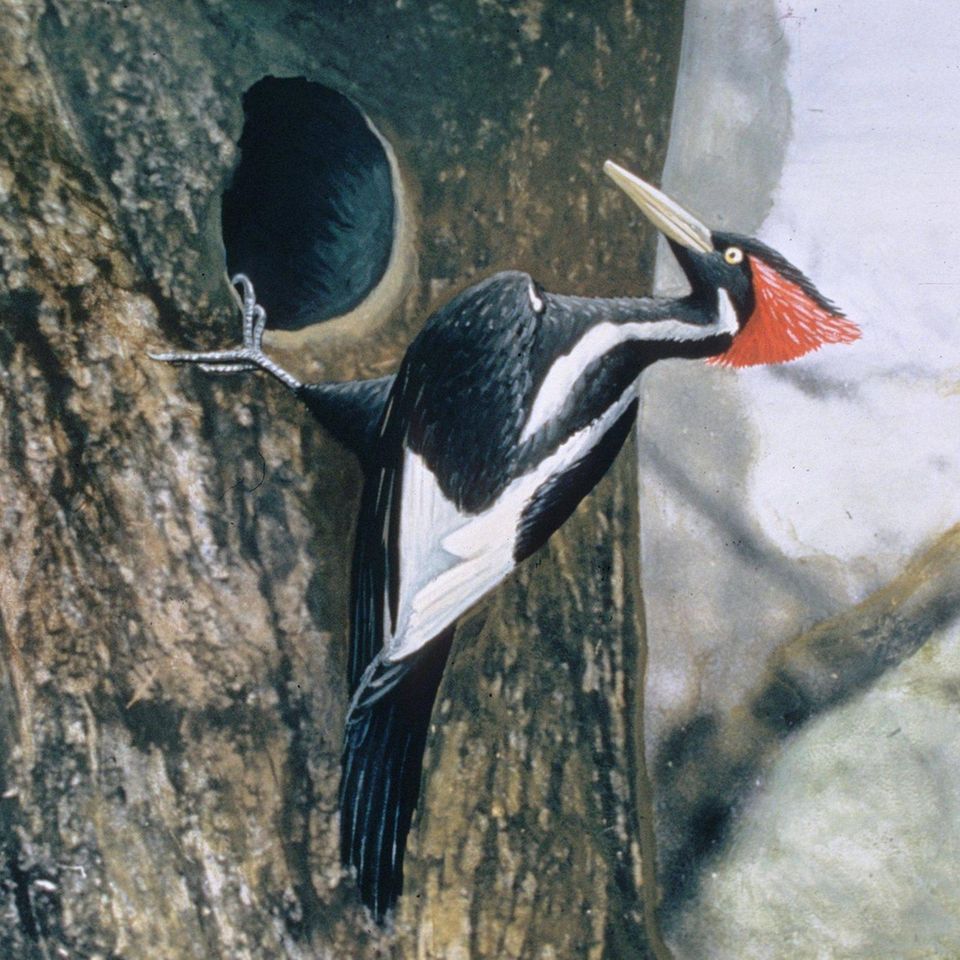 Ein nachcoloriertes Foto aus dem Jahr 1935 zeigt den sagenumwobenen Vogel in einem Wald in Lousiana. Zuletzt zweifelsfrei gesehen wurde der Vogel im April 1944