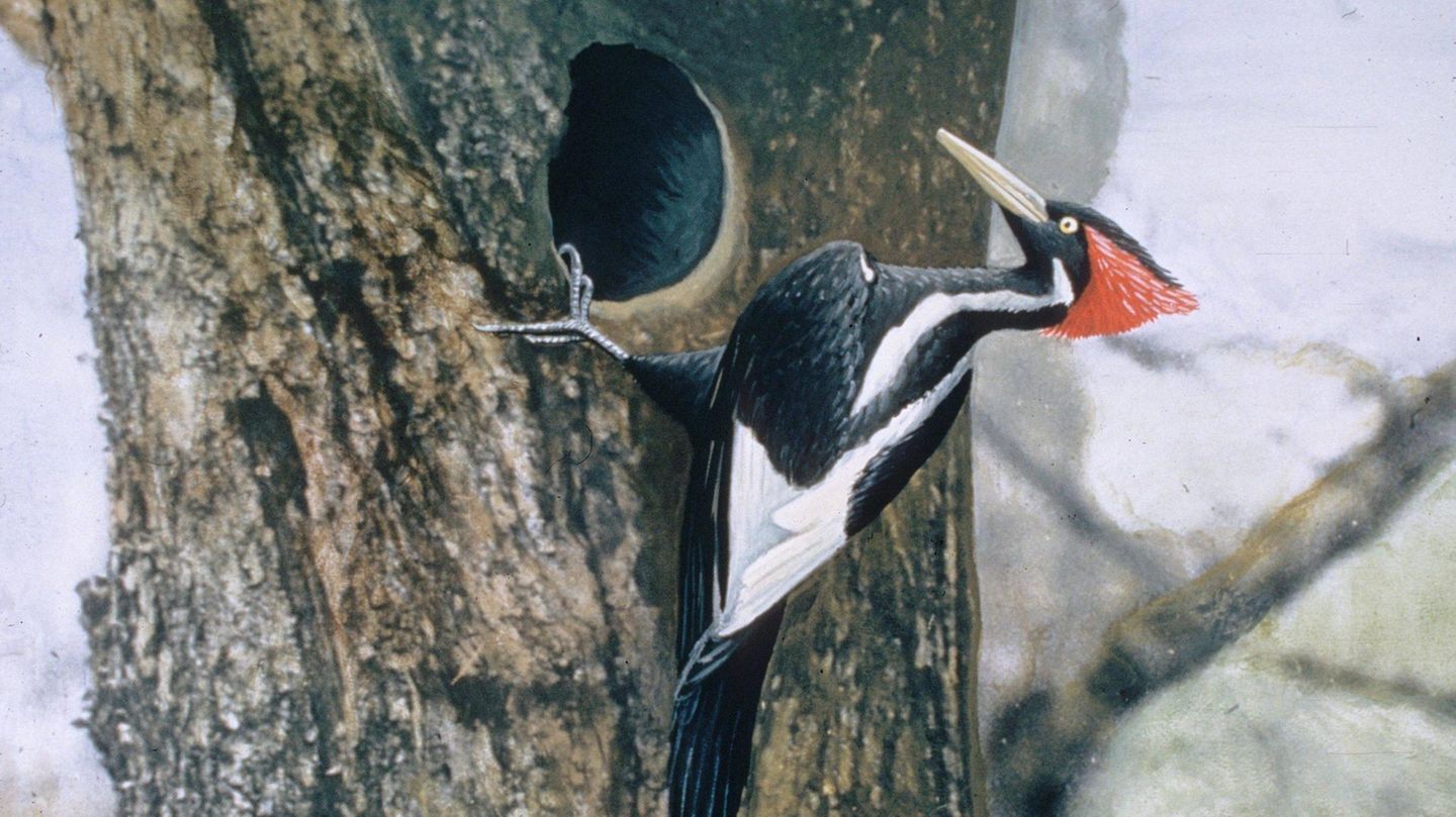Ein nachcoloriertes Foto aus dem Jahr 1935 zeigt den sagenumwobenen Vogel in einem Wald in Lousiana. Zuletzt zweifelsfrei gesehen wurde der Vogel im April 1944