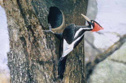 Ein nachcoloriertes Foto aus dem Jahr 1935 zeigt den sagenumwobenen Vogel in einem Wald in Lousiana. Zuletzt zweifelsfrei gesehen wurde der Vogel im April 1944