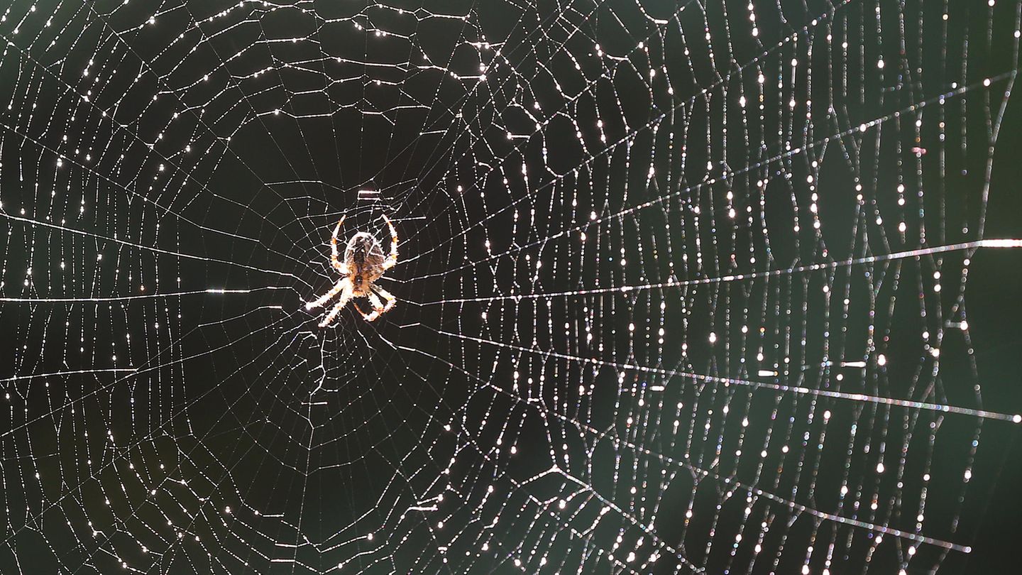 Spinne im Spinnennetz