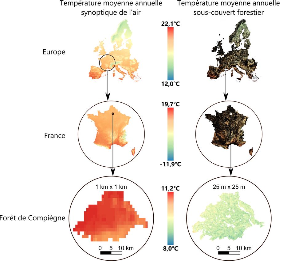 Karten zum Vergleich der mittleren jährlichen Temperaturen der freien Luft (links) und der Temperaturen unterhalb des Kronendachs (rechts) in Europa und Frankreich