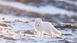 30.09.2021      "Dieser Polarfuchs (Vulpes lagopus) hat uns aufmerksam beobachtet, während wir wiederum den Sonnenuntergang beobachtet haben. Das traumhafte Licht hat ihn wunderbar in Szene gesetzt."      Kamera: Canon 6D, Sigma 150-600mm  Ort: Svalbard Spitzbergen