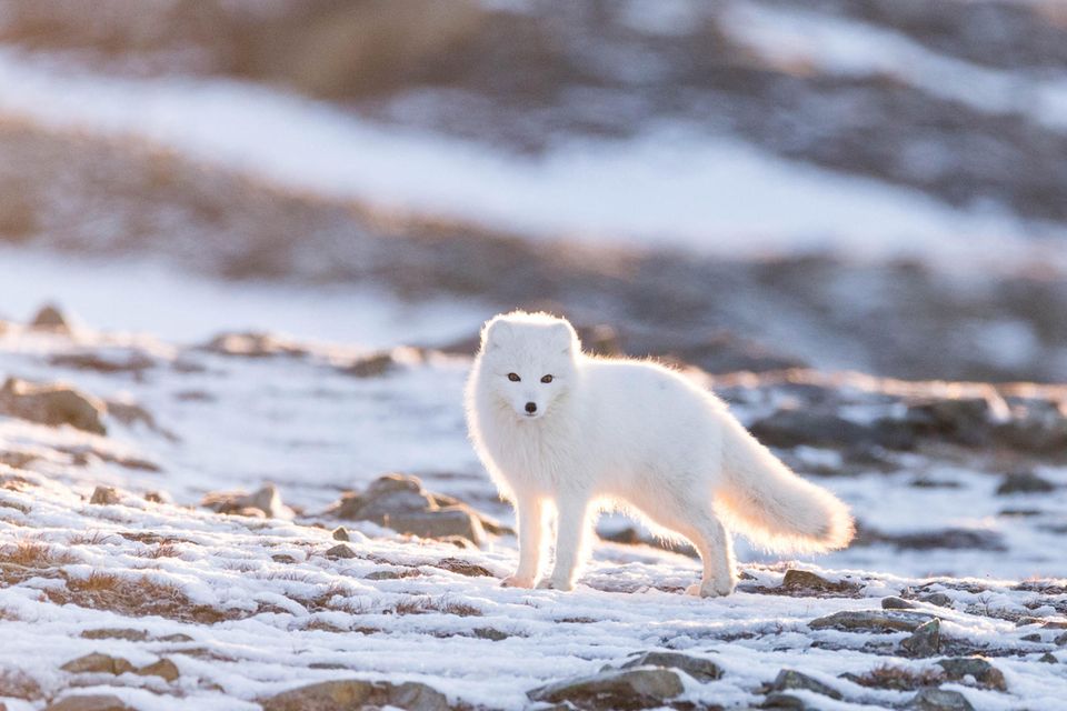 30.09.2021      "Dieser Polarfuchs (Vulpes lagopus) hat uns aufmerksam beobachtet, während wir wiederum den Sonnenuntergang beobachtet haben. Das traumhafte Licht hat ihn wunderbar in Szene gesetzt."      Kamera: Canon 6D, Sigma 150-600mm  Ort: Svalbard Spitzbergen