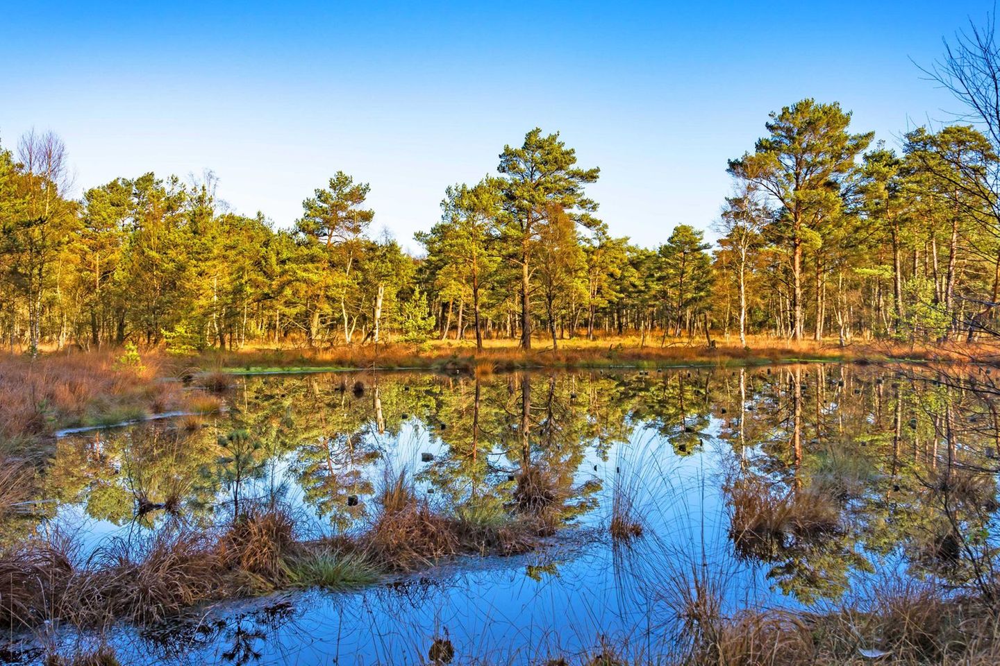 Platz 1: Nordpfad Dör’t Moor, Niedersachsen Nordpfad Dör’t Moor (Rotenburg (Wümme), Niedersachsen)