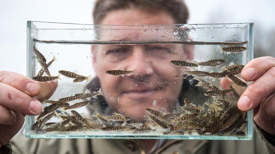 Ruhr: Das Wohlergehen von Fischen im Blick: Markus Kühlmann kämpft für die Artenvielfalt in Flüssen. "Machen ist besser als Wollen, sagt er Das Wohlergehen von Fischen im Blick: Markus Kühlmann kämpft für die Artenvielfalt in Flüssen. "Machen ist besser als Wollen, sagt er