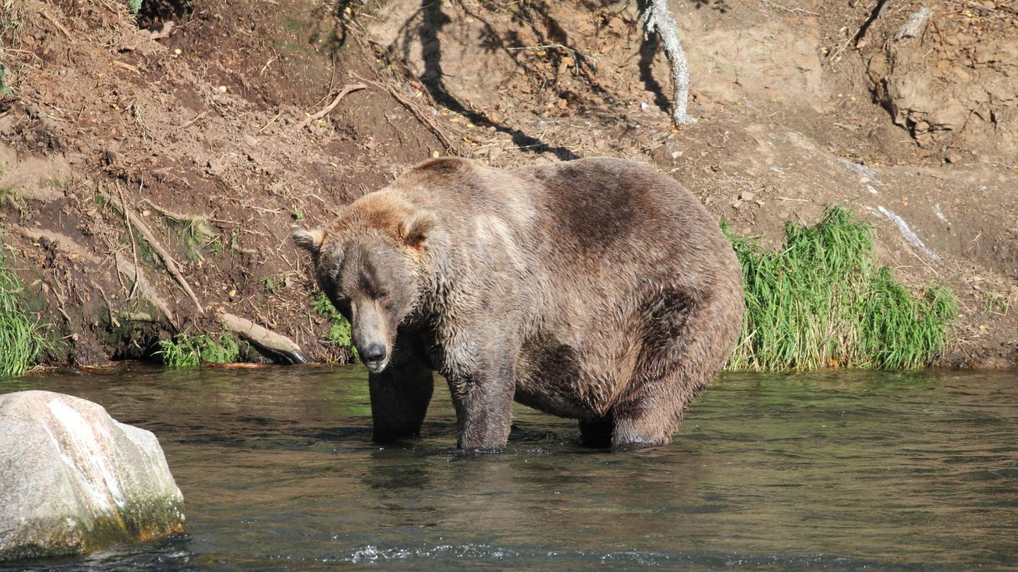 Braunbär Otis steht in einem Fluss