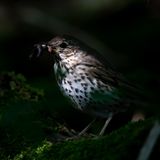 06.10.2021      "Eine Drossel sucht nach Würmern auf dem dunklen Waldboden. Nur vereinzelt dringen Sonnestrahlen bis zum Boden durch. Endlich ist sie im richtigen Licht."      Kamera: Nikon D 500, Nikon 300 mm 4 PF + 1,4 TC