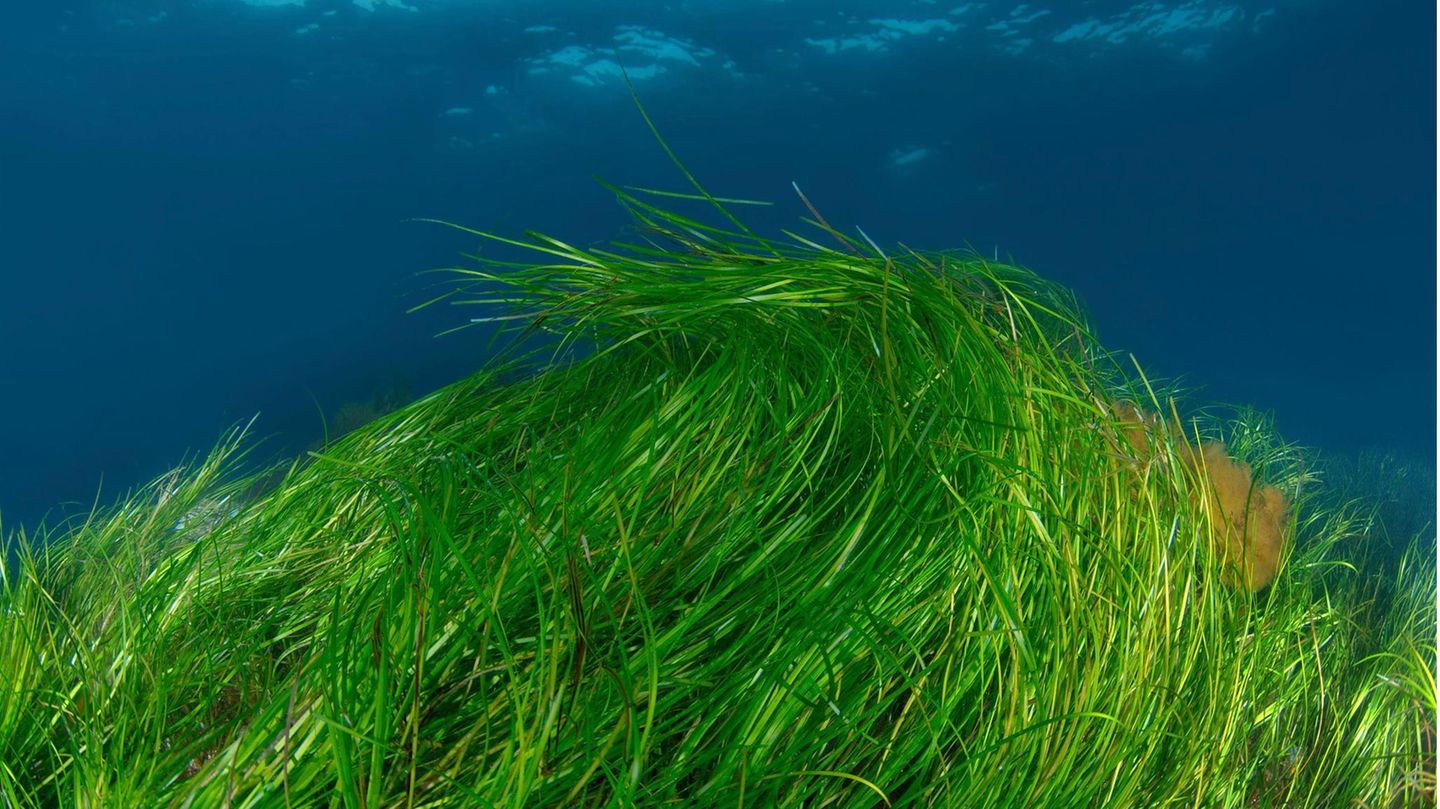 Im Sommer bildet Seegras seine Samen aus, die sich etwa zu Mehl und Nudeln verarbeiten lassen: das Sea Food der Zukunft?