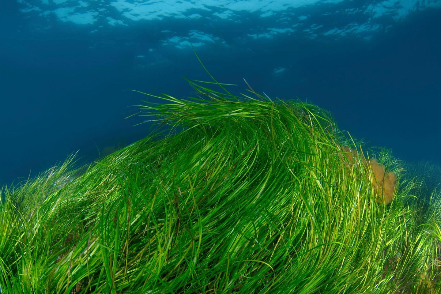 Im Sommer bildet Seegras seine Samen aus, die sich etwa zu Mehl und Nudeln verarbeiten lassen: das Sea Food der Zukunft?