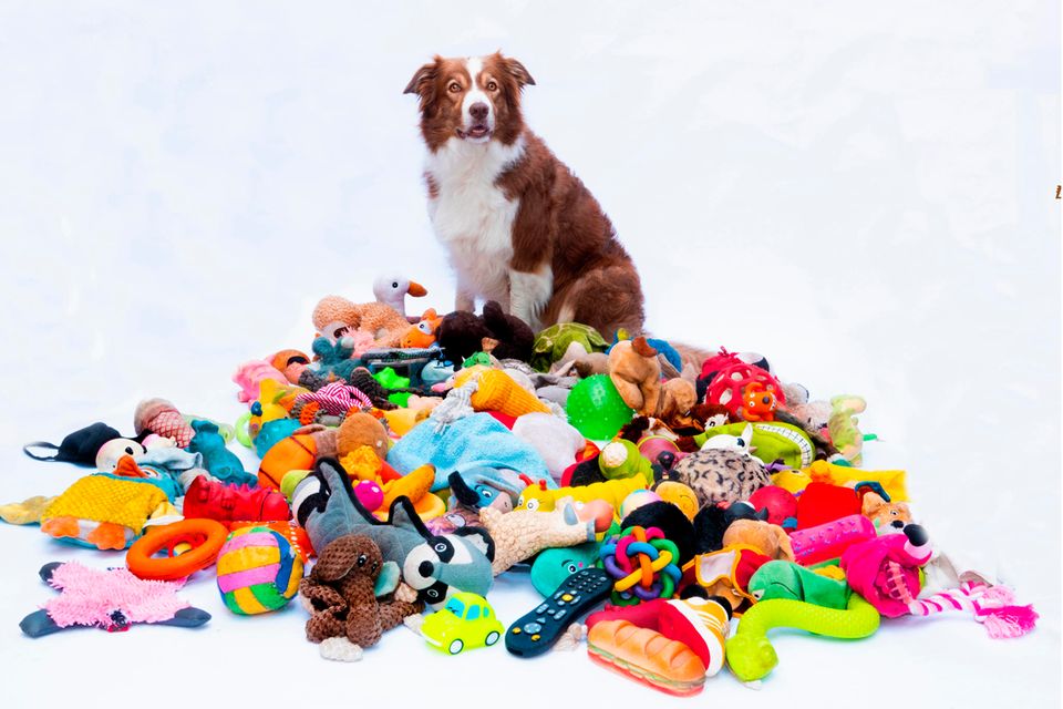 Hund sitzt in einem Haufen Spielzeug
